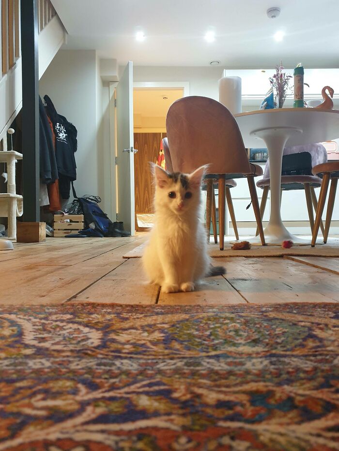 I'm A Nurse And Have Had A Crap Year So I Got Myself A Kitten For Christmas. This Is Crab