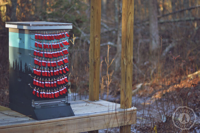I'm A Beekeeper, And This Is Our Christmas Card This Year