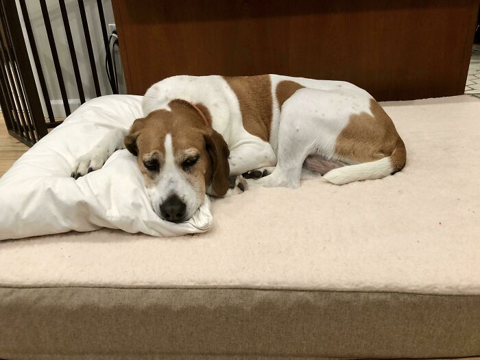 My 12-Year-Old Son Used The $50 He Got For Christmas To Buy Our Old Hound A New Bed
