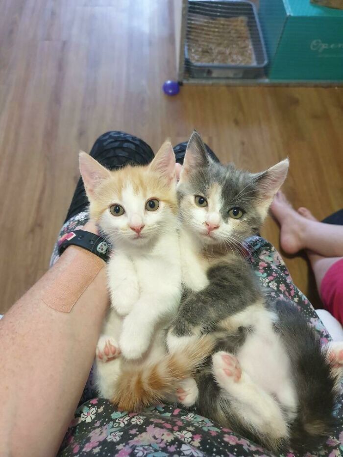 My Daughter Has Been Begging Us For A Kitten For Months. We’ve Told Her That In No Way We Are Getting A Kitten. This Is What Awaits Her On Christmas Morning