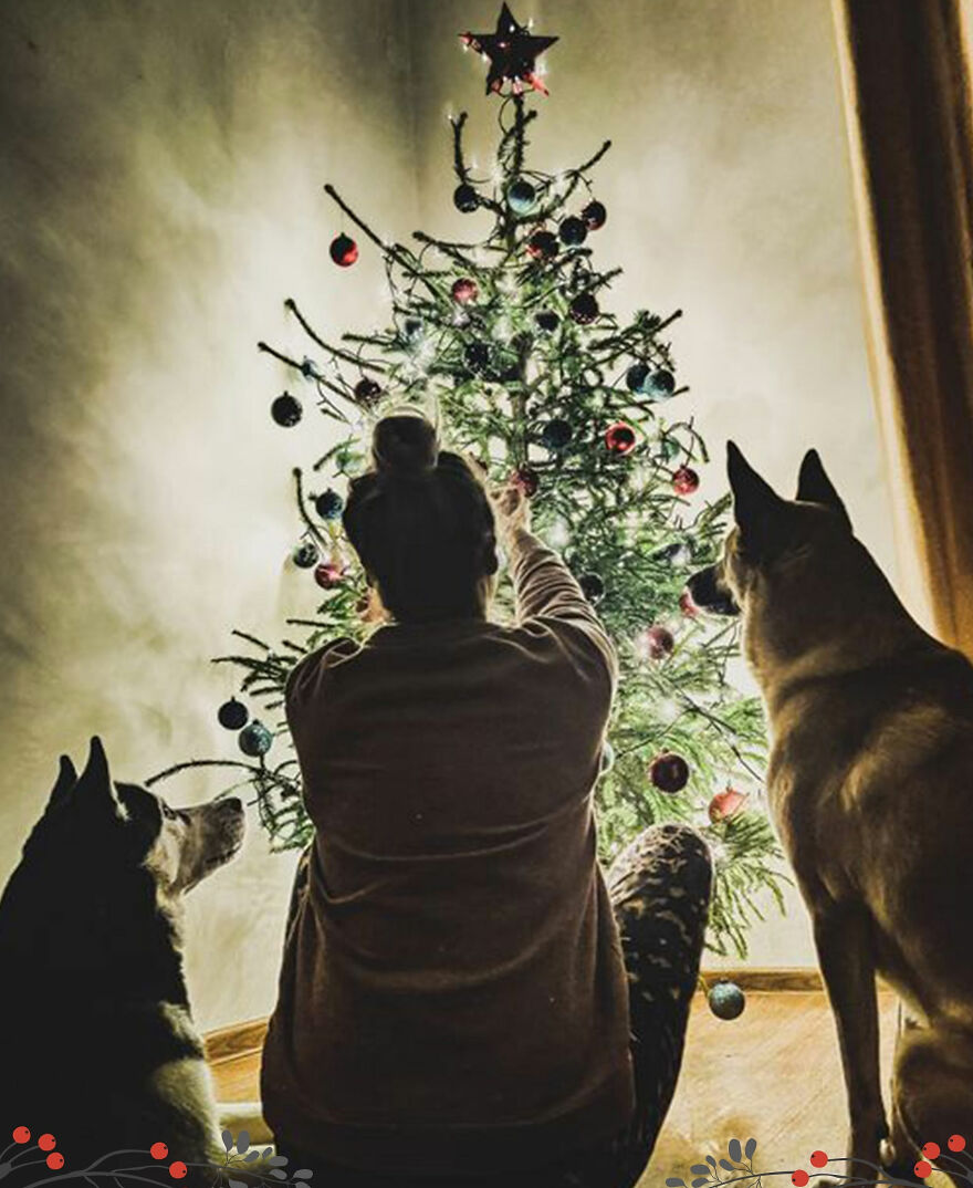 "Show Your Pets A Christmas Tree" Initiative Strives To Get As Many Food Donations As Possible "Show Your Pets A Christmas Tree" Initiative Strives To Get As Many Food Donations As Possible