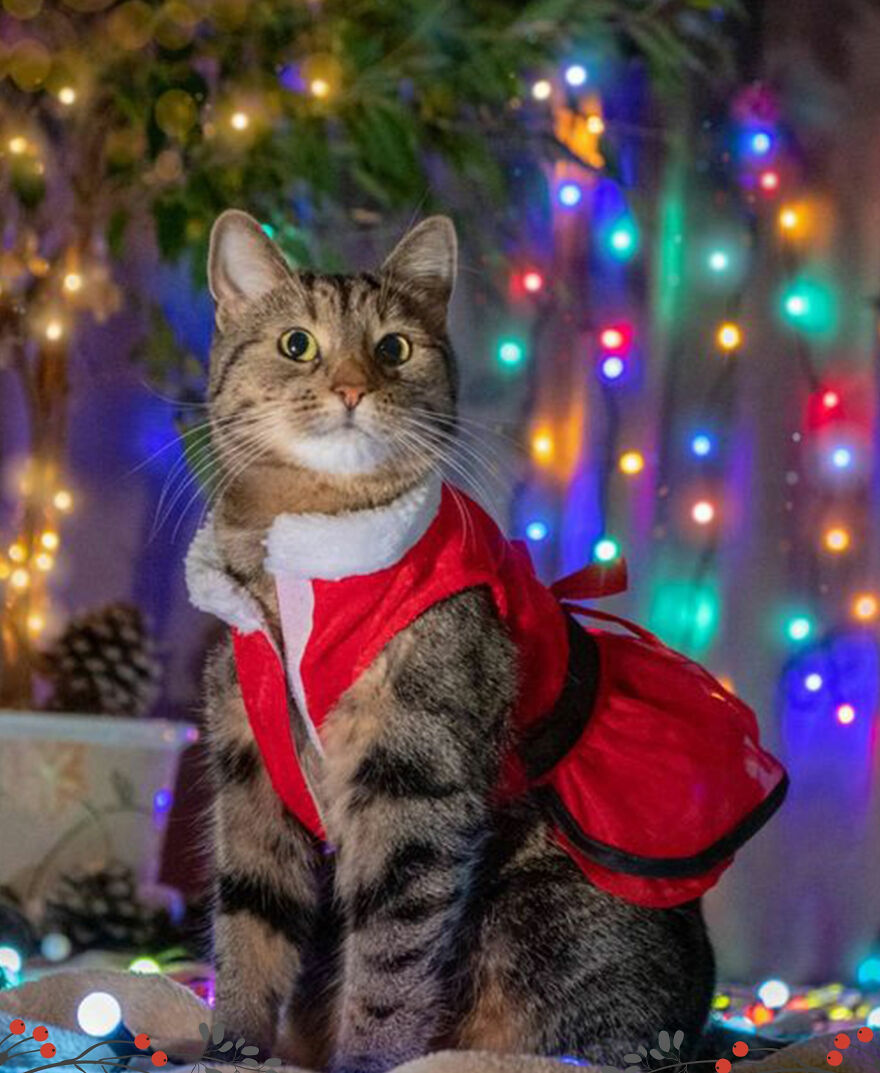 "Show Your Pets A Christmas Tree" Initiative Strives To Get As Many Food Donations As Possible "Show Your Pets A Christmas Tree" Initiative Strives To Get As Many Food Donations As Possible