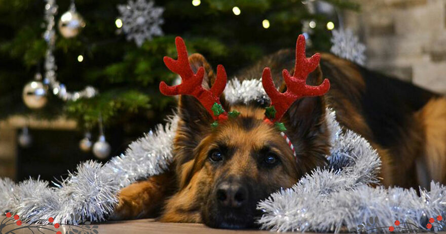 "Show Your Pets A Christmas Tree" Initiative Strives To Get As Many Food Donations As Possible "Show Your Pets A Christmas Tree" Initiative Strives To Get As Many Food Donations As Possible