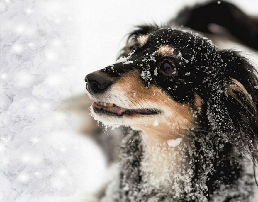 "Show Your Pets A Christmas Tree" Initiative Strives To Get As Many Food Donations As Possible "Show Your Pets A Christmas Tree" Initiative Strives To Get As Many Food Donations As Possible