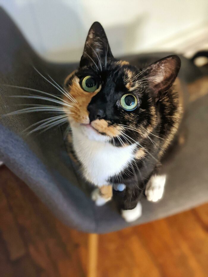 13 Years Ago Today We Found Her Hiding Under A Christmas Tree At Lowe's. We Decided To Take Her Home "Just For The Night" To Feed And Warm Her