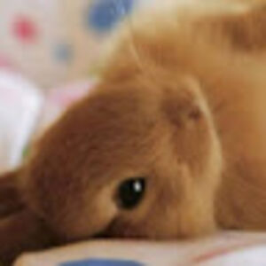 fionadonovan_1 avatar