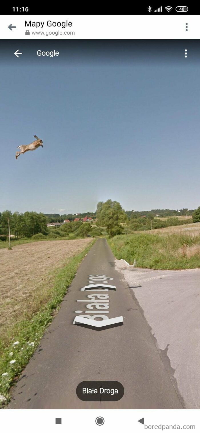 This Hare Caught On Google Street