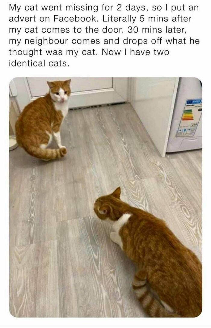 Neighbor Brings Owner Identical Cat