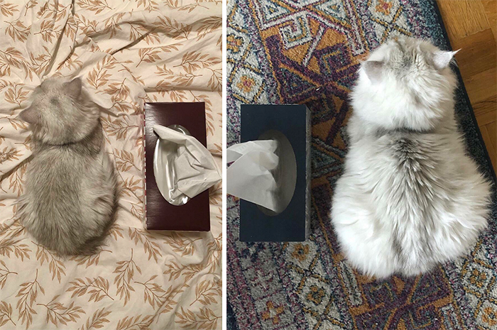 Our Kitty Was Already An Adult In The Photo On The Left. A 6 Month Glow Up