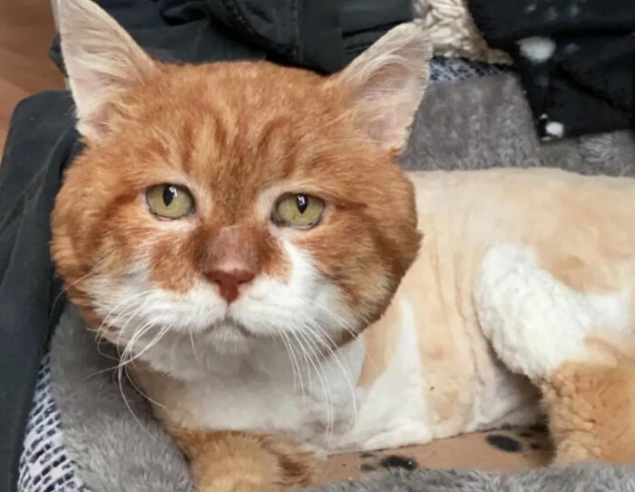 3-Legged Cat Goes Back To The House Where He Once Discovered Kindness And Finds A Family Of His Dreams 3-Legged Cat Goes Back To The House Where He Once Discovered Kindness And Finds A Family Of His Dreams