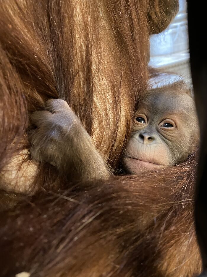 The Family Of Orangutans That Went Viral For Making Friends With Otters Now Celebrates The Birth Of Their “Oranguson” The Family Of Orangutans That Went Viral For Making Friends With Otters Now Celebrates The Birth Of Their “Oranguson”