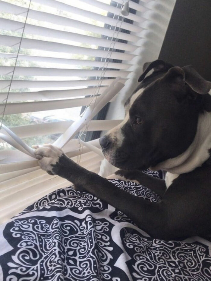 Nosey-Neighbors-Pets-Photos