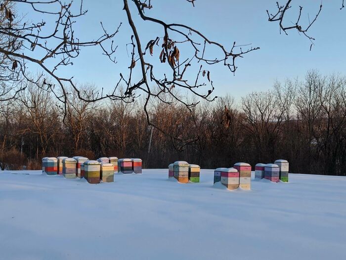 Beekeeper Shares What Bees Do To Stay Warm During Winter Because They Don't Hibernate