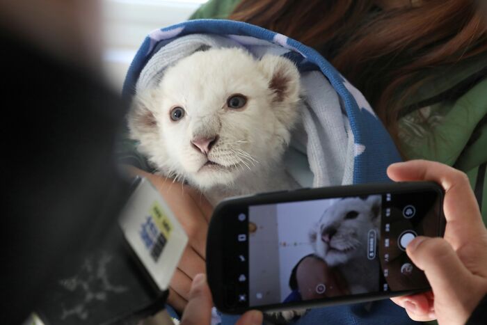 Extremely Rare White Lion Quadruplets Prepare To Meet Public For The First Time After Being Born