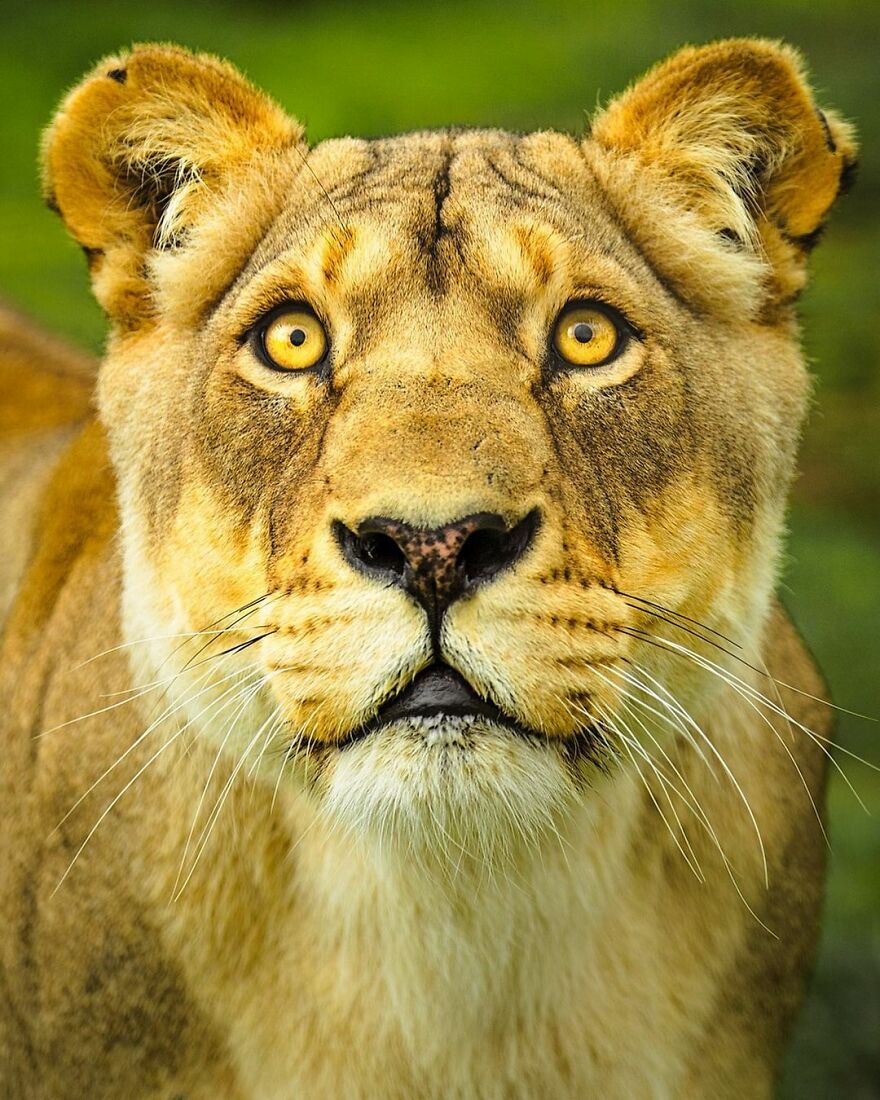 Wildlife-Photography-Lions-Simon-Needham