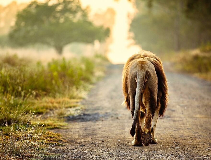 Wildlife-Photography-Lions-Simon-Needham