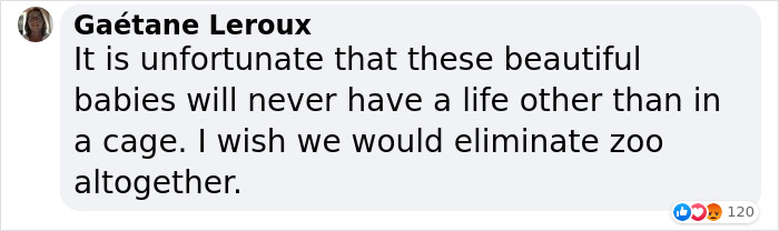 Extremely Rare White Lion Quadruplets Prepare To Meet Public For The First Time After Being Born Extremely Rare White Lion Quadruplets Prepare To Meet Public For The First Time After Being Born
