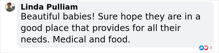 Extremely Rare White Lion Quadruplets Prepare To Meet Public For The First Time After Being Born