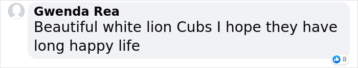 Extremely Rare White Lion Quadruplets Prepare To Meet Public For The First Time After Being Born Extremely Rare White Lion Quadruplets Prepare To Meet Public For The First Time After Being Born