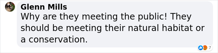 Extremely Rare White Lion Quadruplets Prepare To Meet Public For The First Time After Being Born Extremely Rare White Lion Quadruplets Prepare To Meet Public For The First Time After Being Born