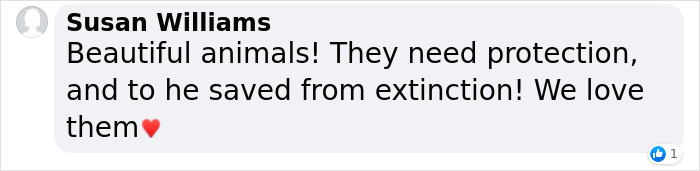 Extremely Rare White Lion Quadruplets Prepare To Meet Public For The First Time After Being Born Extremely Rare White Lion Quadruplets Prepare To Meet Public For The First Time After Being Born