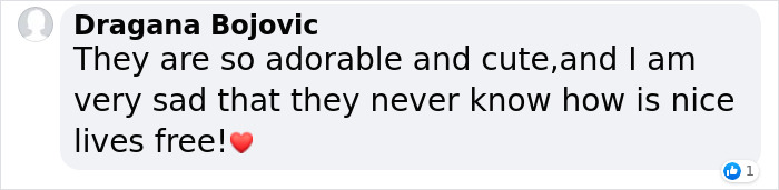 Extremely Rare White Lion Quadruplets Prepare To Meet Public For The First Time After Being Born Extremely Rare White Lion Quadruplets Prepare To Meet Public For The First Time After Being Born