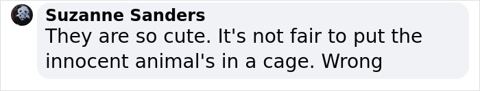 Extremely Rare White Lion Quadruplets Prepare To Meet Public For The First Time After Being Born