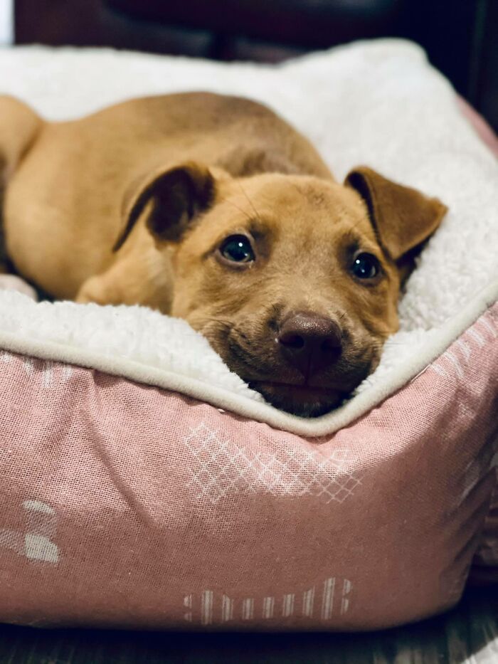 Bamboo Just Got Her First Bed!! Safe To Say She Loves It
