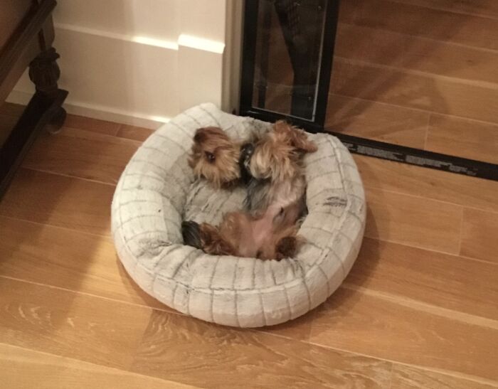 Mr. Sparks (A)typical Sleeping Position, With The Suspicious Half Opened Eye. He’s Ok To Be In The Most Vulnerable Position, But He Won’t Take His Eye Off Of You.