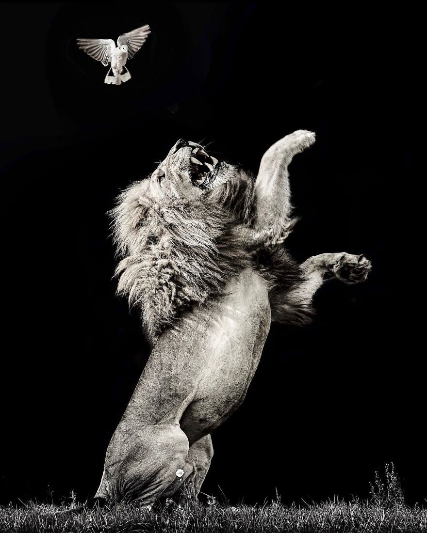 Wildlife-Photography-Lions-Simon-Needham