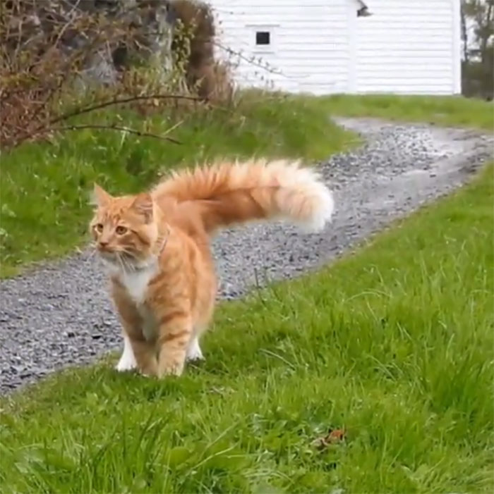 Absolutely Enormous Cat Tail