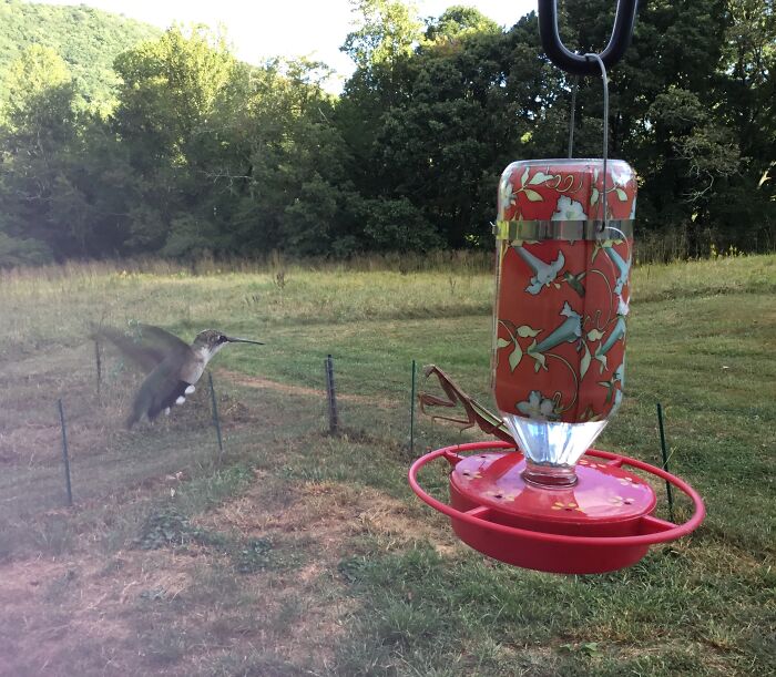 Preying Mantis And Hummingbird.