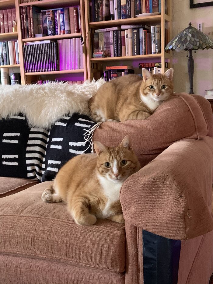 Inseparable Brothers, Pollux (White Nose) And Castor