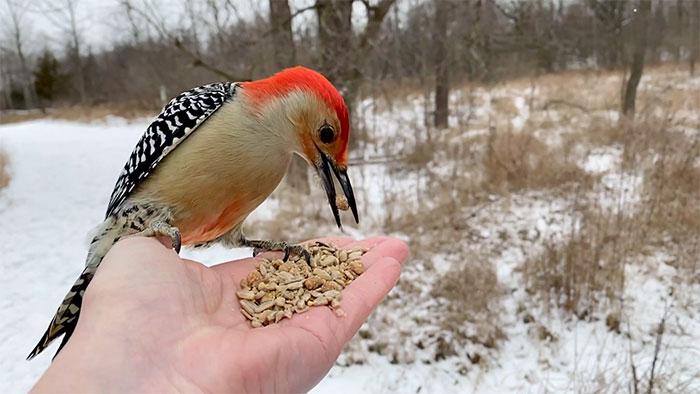 Photographer Records Fun Videos Of Birds Eating From Her Palm In Slow Motion