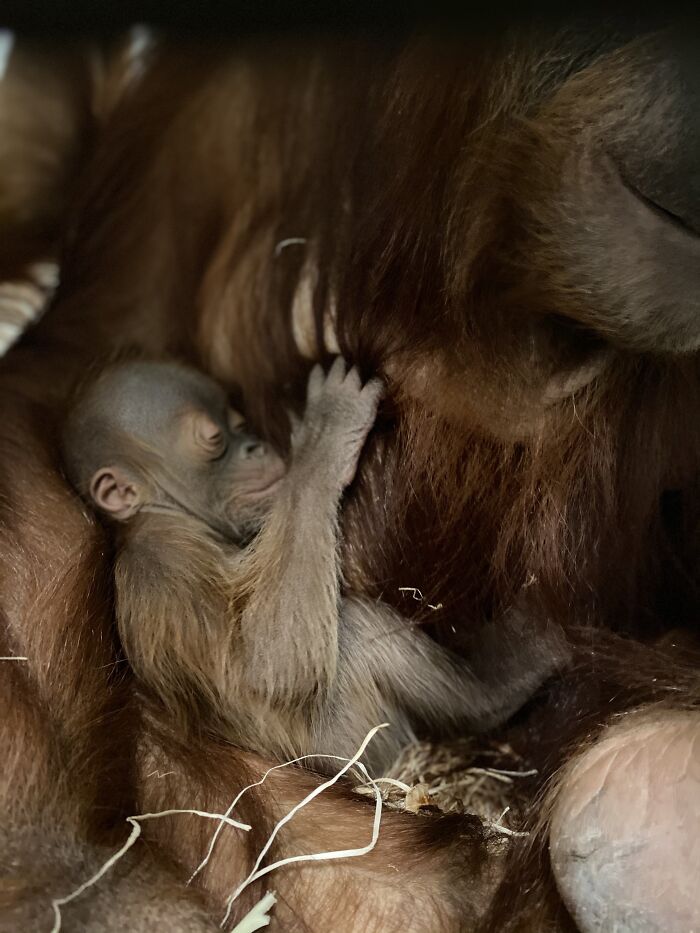 The Family Of Orangutans That Went Viral For Making Friends With Otters Now Celebrates The Birth Of Their “Oranguson” The Family Of Orangutans That Went Viral For Making Friends With Otters Now Celebrates The Birth Of Their “Oranguson”