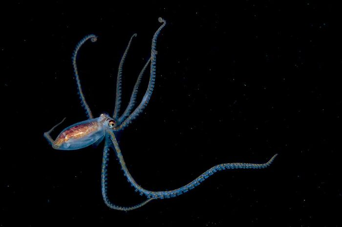 Blackwater Photographer Captures A Young Octopus With A Transparent Head, And You Can Even See Its Brain Blackwater Photographer Captures A Young Octopus With A Transparent Head, And You Can Even See Its Brain