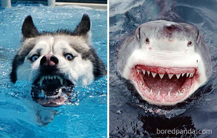 Titan The Husky Shark