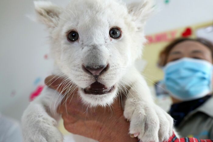 Extremely Rare White Lion Quadruplets Prepare To Meet Public For The First Time After Being Born Extremely Rare White Lion Quadruplets Prepare To Meet Public For The First Time After Being Born