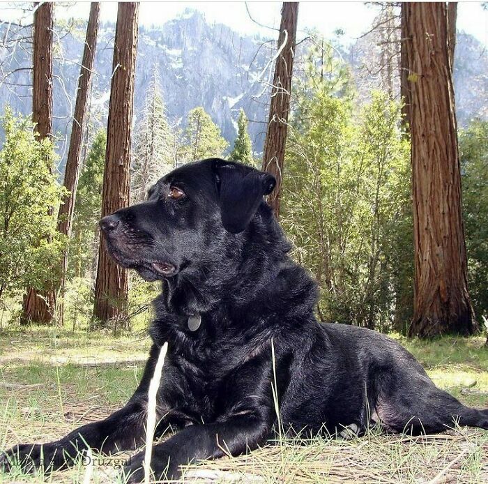 My Sweet Boy, Baxter, At Yosemite.