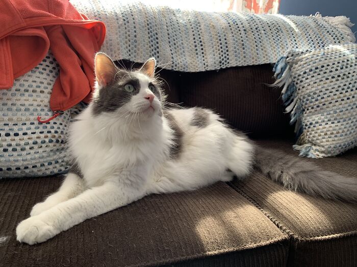 Murray Is The Most Photogenic Cat I Know