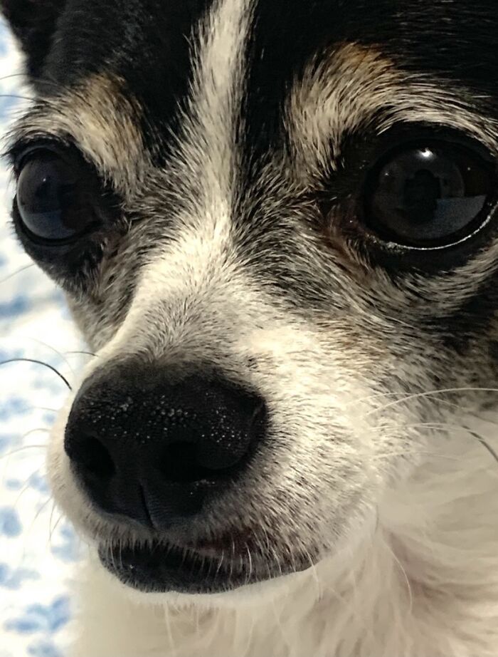 The Amazing Willie Nelson!