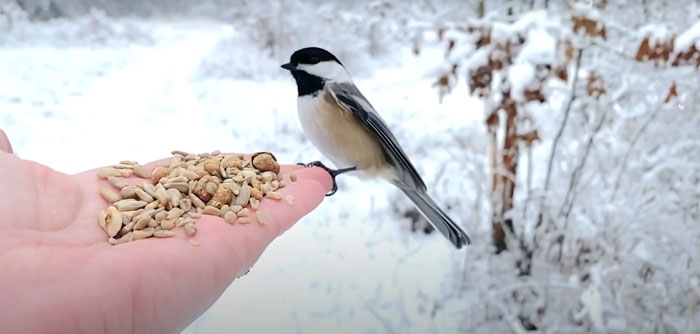 Photographer Records Fun Videos Of Birds Eating From Her Palm In Slow Motion