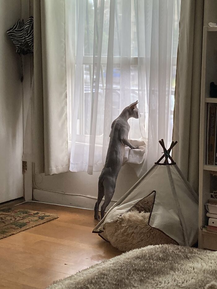 Nosey-Neighbors-Pets-Photos