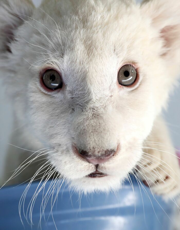Extremely Rare White Lion Quadruplets Prepare To Meet Public For The First Time After Being Born Extremely Rare White Lion Quadruplets Prepare To Meet Public For The First Time After Being Born
