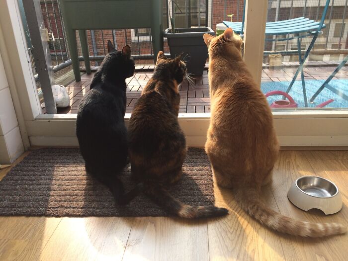 The 3 Amigos. Chuckie, Lapjes & Gigi