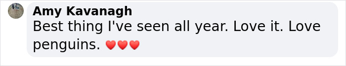 2 Widowed Penguins Hugging Each Other Wins 2020 Ocean Photography 1st Place Award 2 Widowed Penguins Hugging Each Other Wins 2020 Ocean Photography 1st Place Award