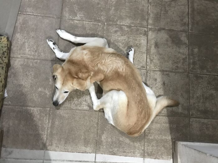 Janis Is 13 Y.o... Always Is The Same