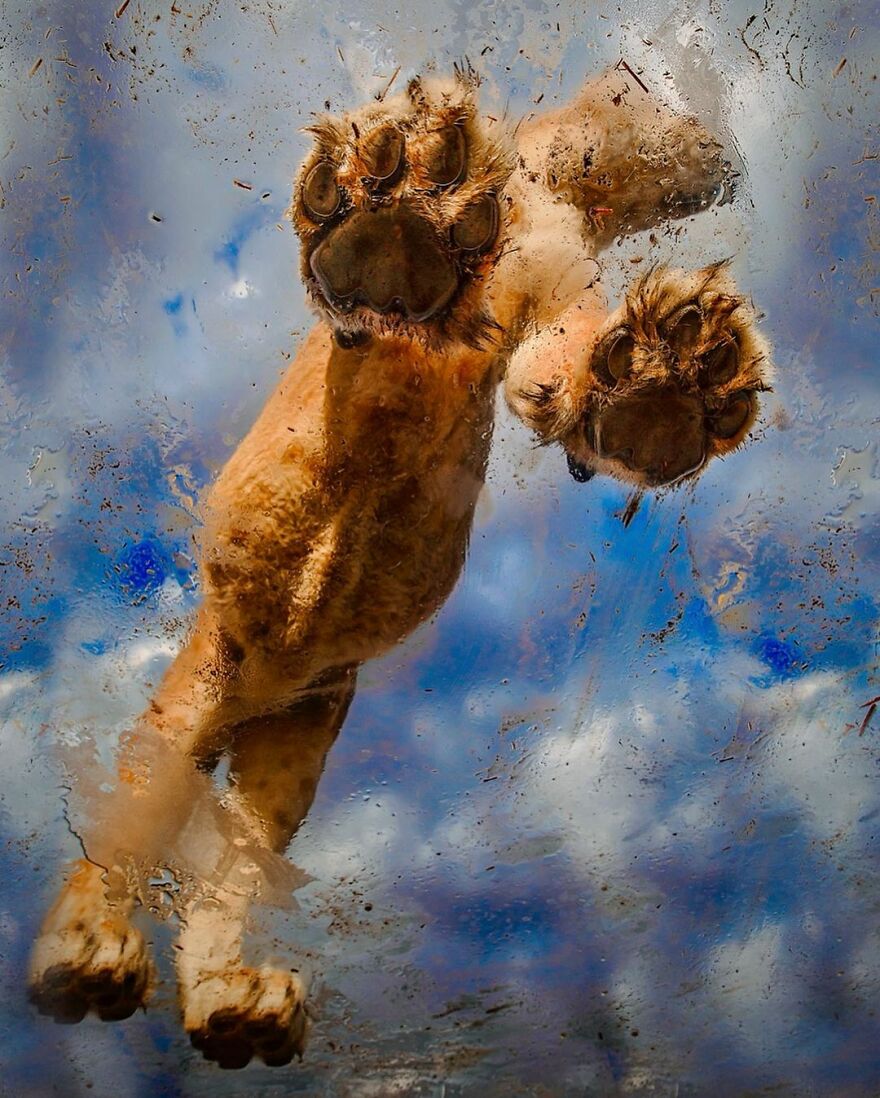 Wildlife-Photography-Lions-Simon-Needham