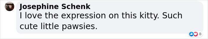 Woman Smuggles A Cat Into Her Classes Because It Didn't Want To Be Left Alone Woman Smuggles A Cat Into Her Classes Because It Didn't Want To Be Left Alone