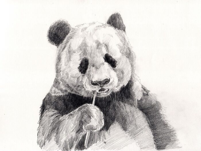 Panda Draw